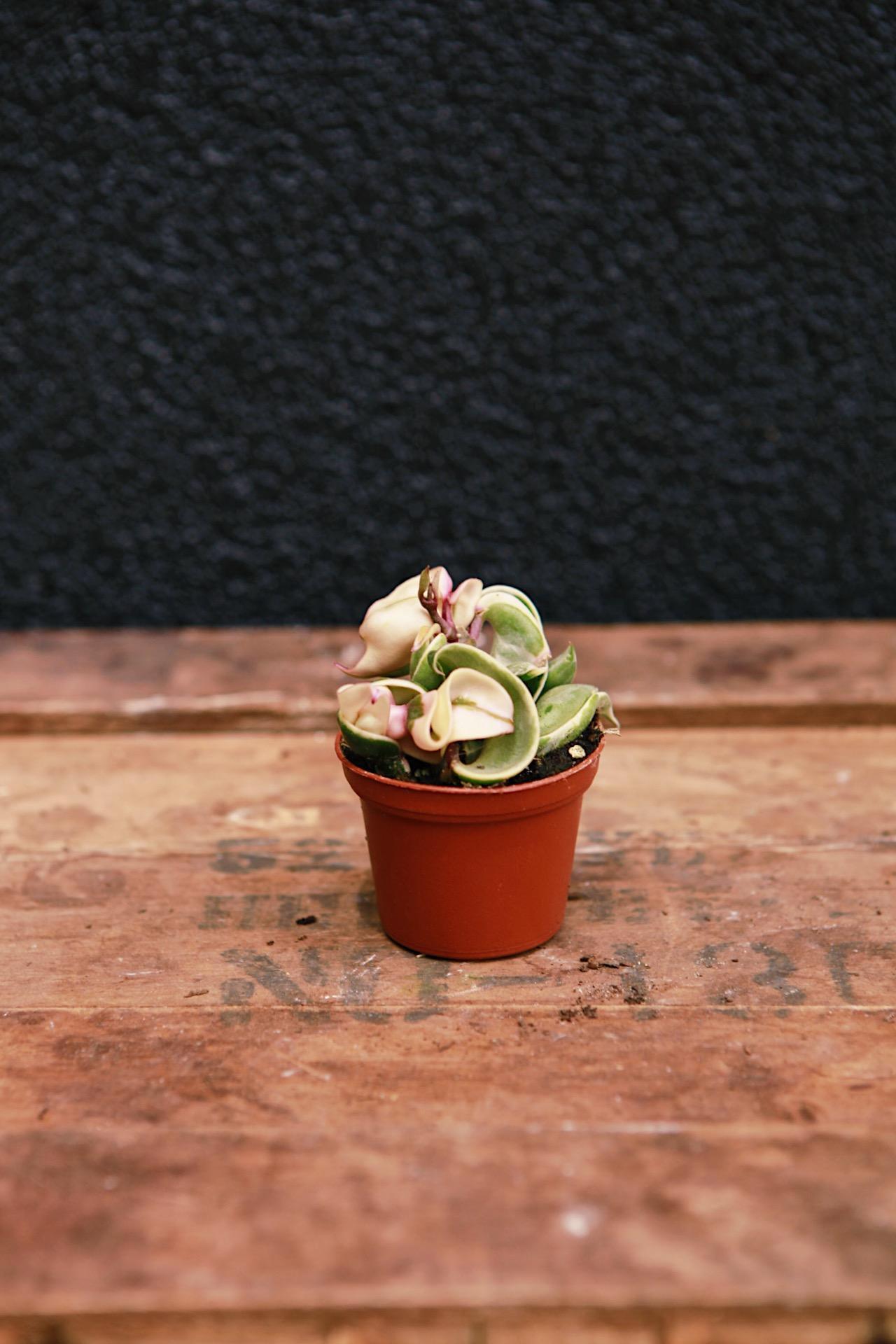 Variegated Hoya Rope