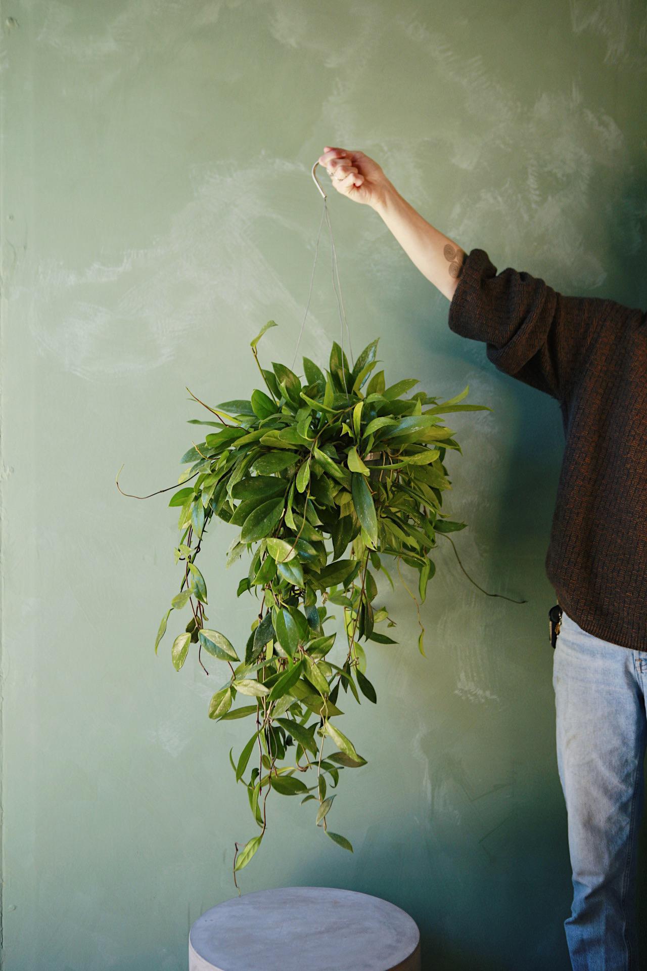 Hoya pubicalyx