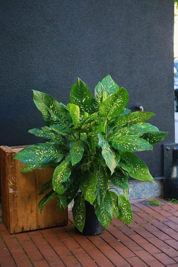 Dieffenbachia 'Tropic Rain'