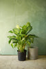 Dieffenbachia 'Tropic Snow'
