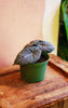 Alocasia 'Grey Dragon'