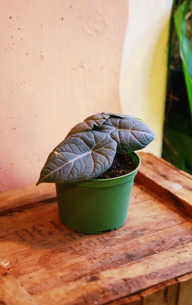 Alocasia 'Grey Dragon'