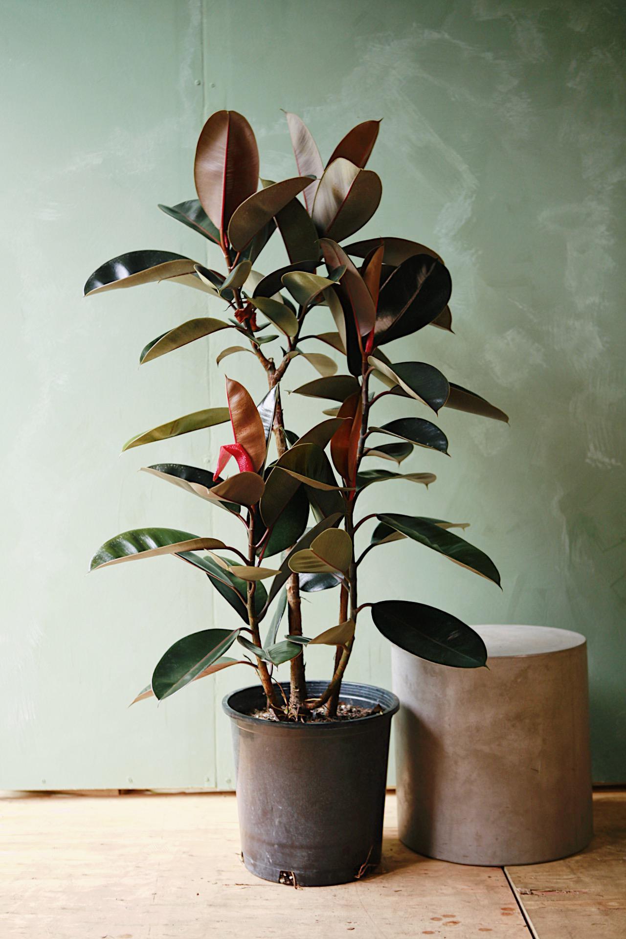 Rubber Plant 'Burgundy'