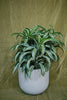 Wythe Planter