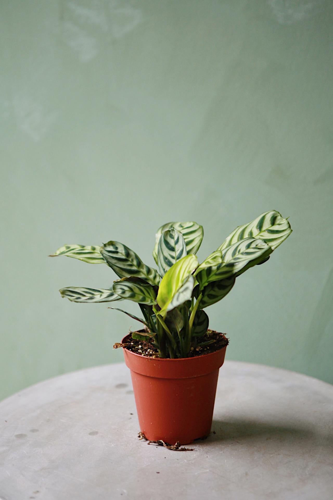 Fishbone Prayer Plant