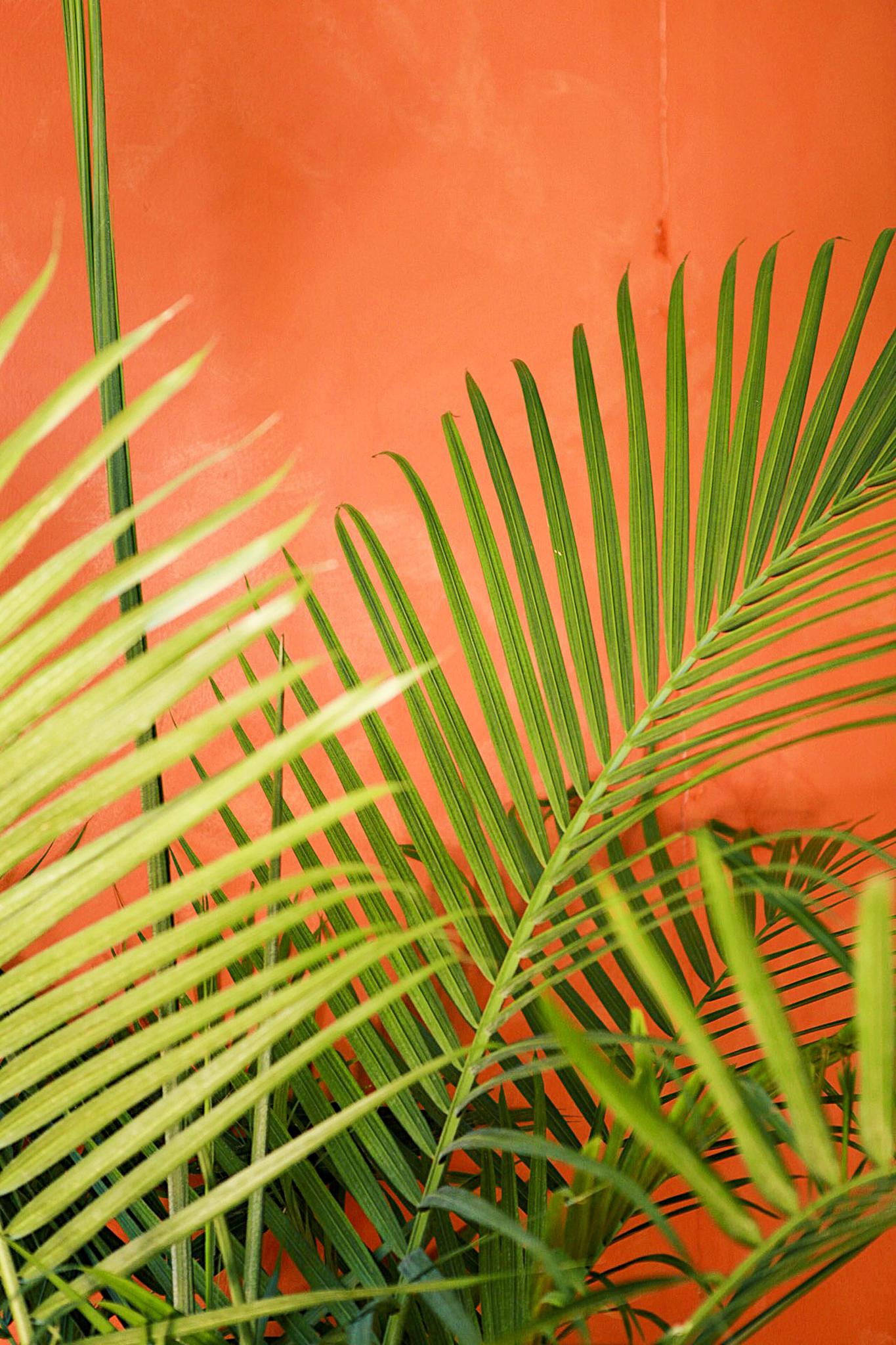 Majesty Palm