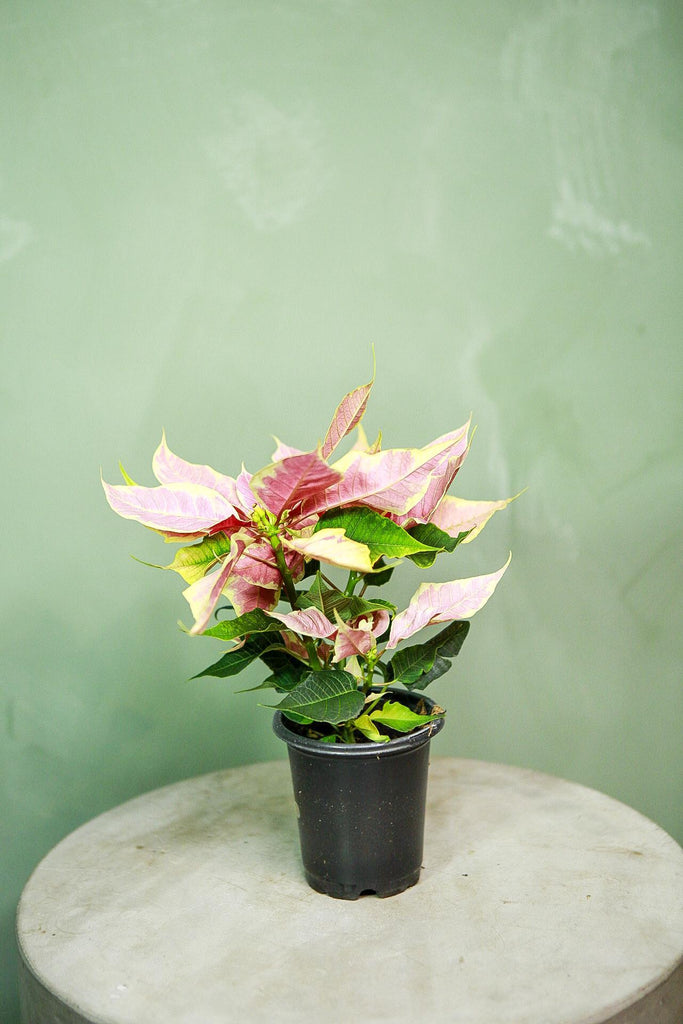 Poinsettia