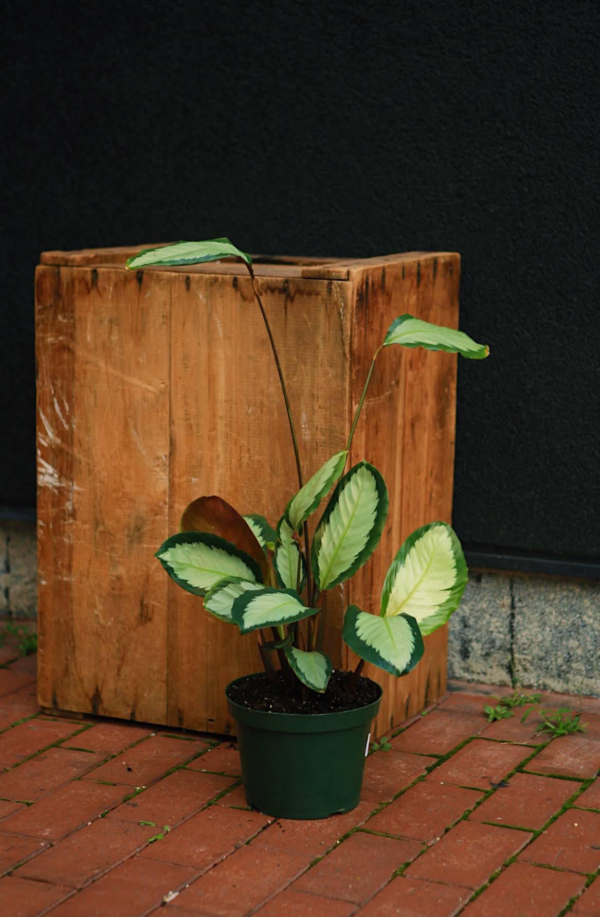 Silver Variegated Calathea