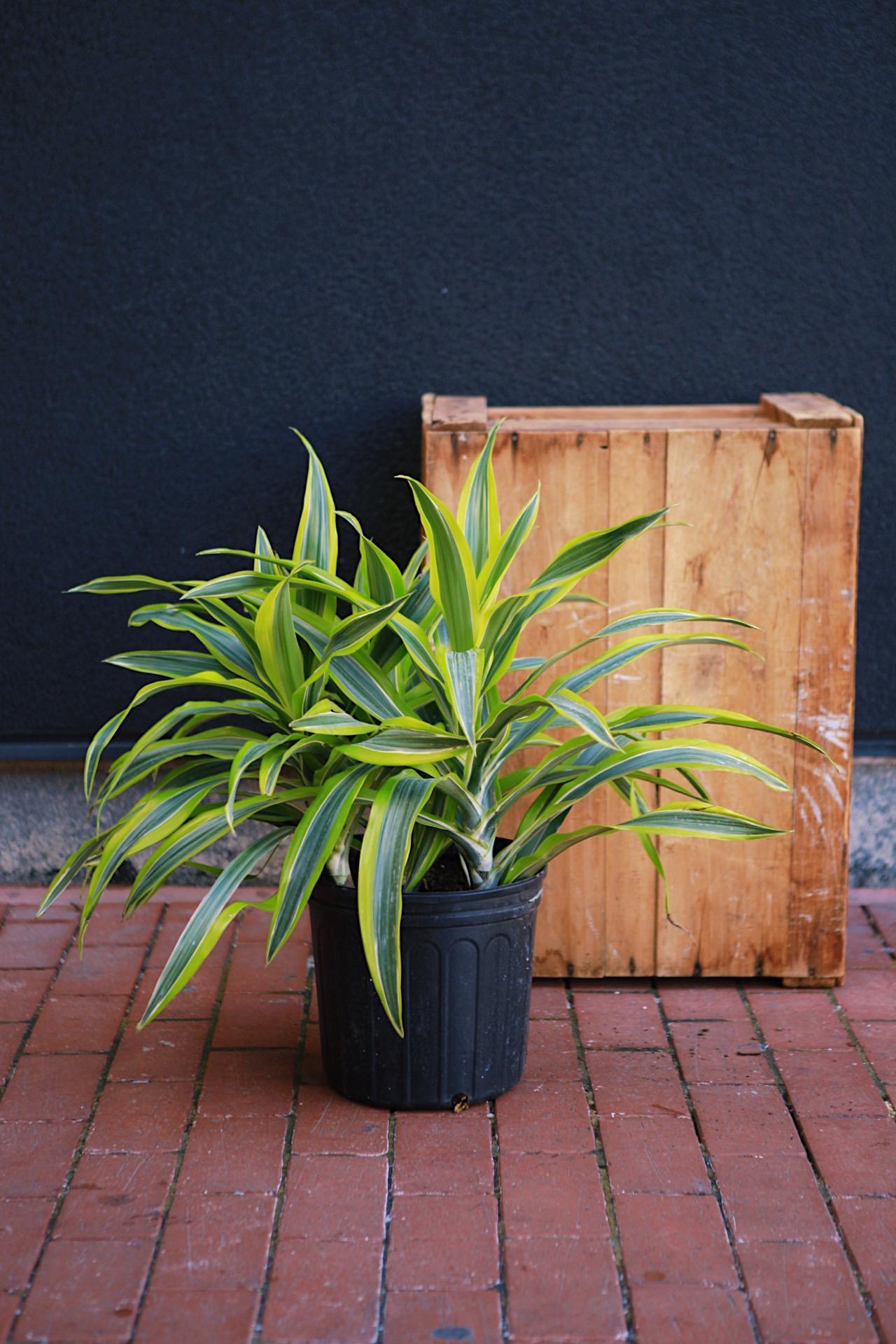 Dracaena 'Warneckii Lemon Lime'