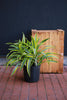 Dracaena 'Warneckii Lemon Lime'