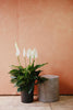 Peace Lily
