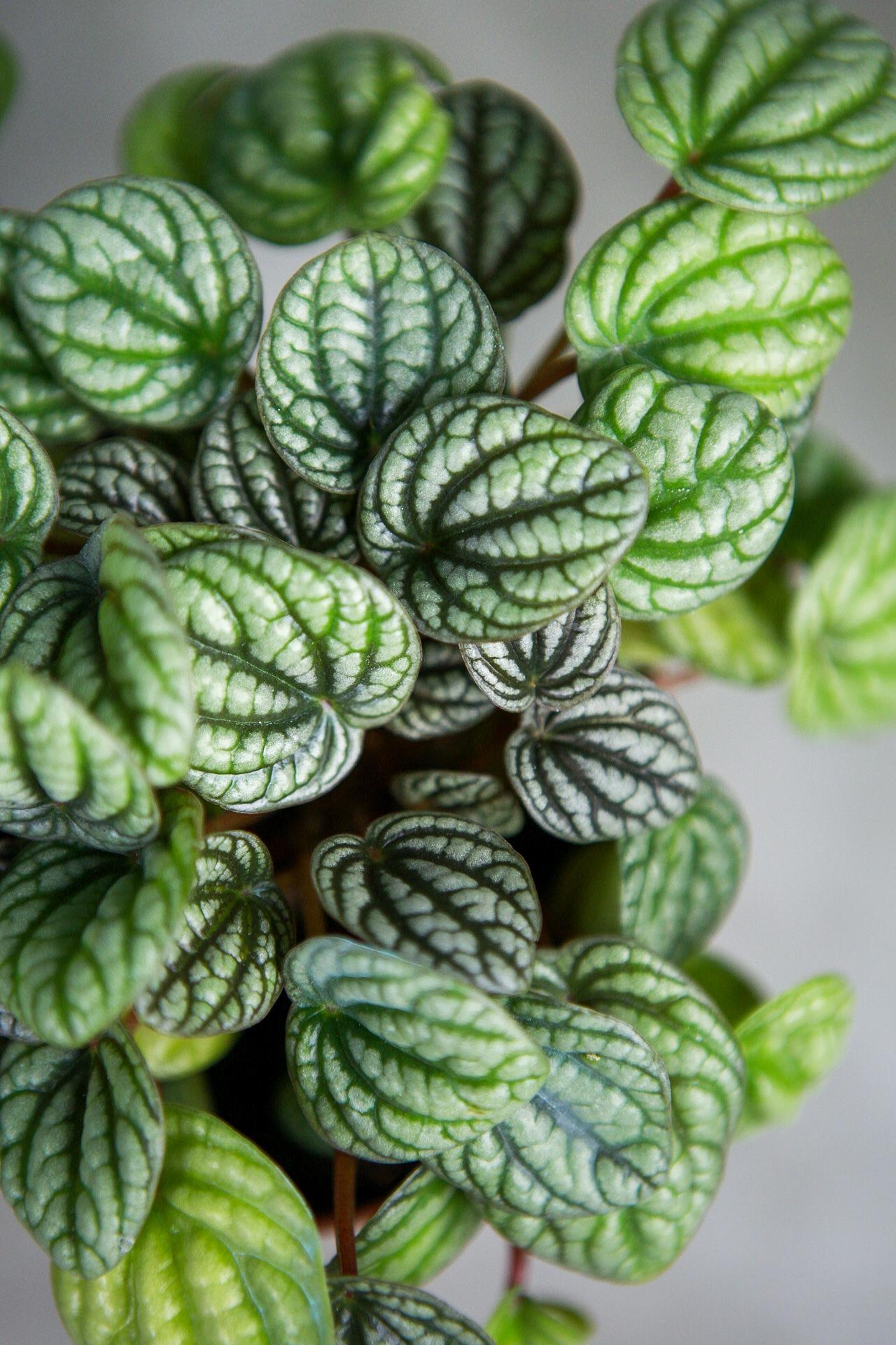 Peperomia 'Burbella'