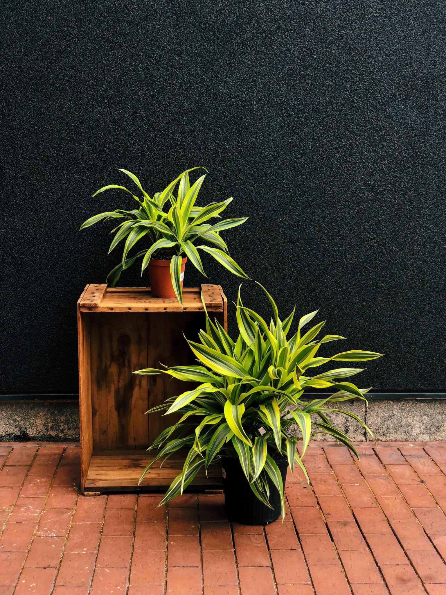 Dracaena 'Warneckii Lemon Lime'