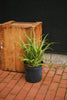 Torch Aloe