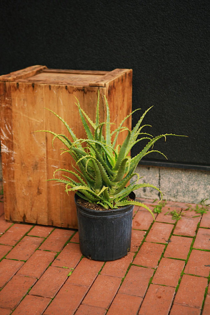 Torch Aloe