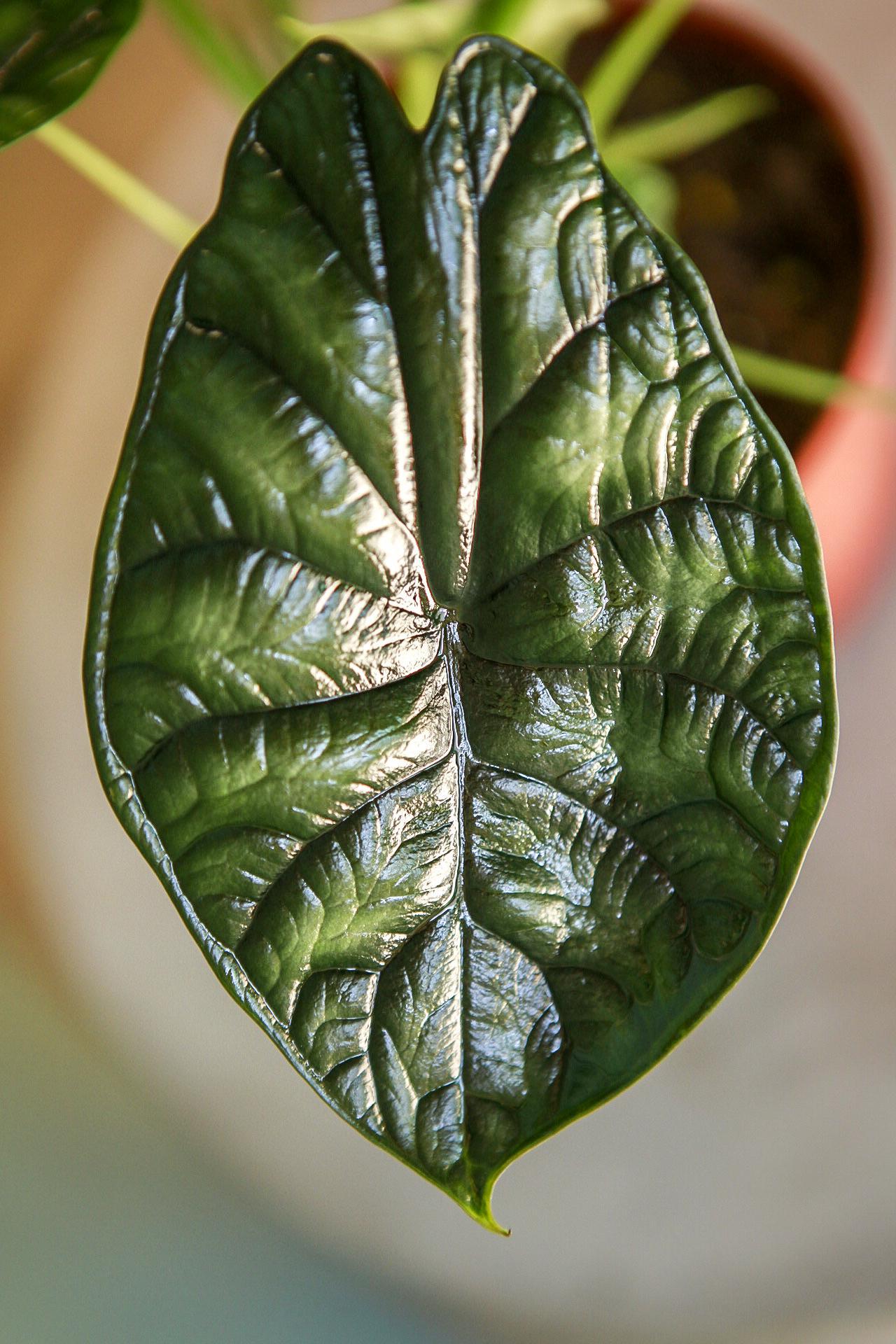 Alocasia 'Silver Dragon'