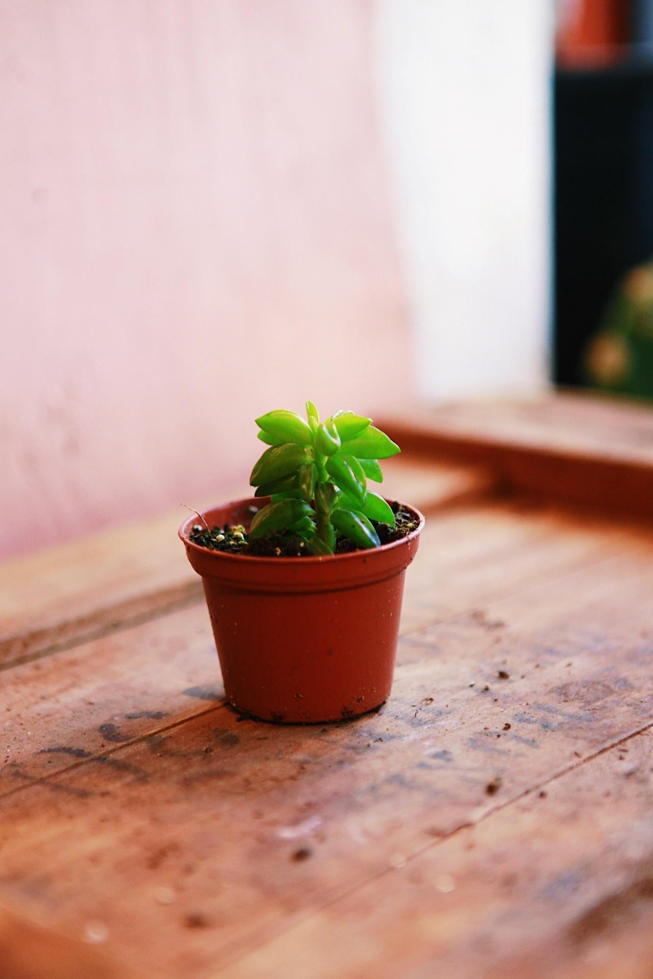 Green Taco Plant