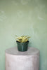Snake Plant "Golden Hahnii"