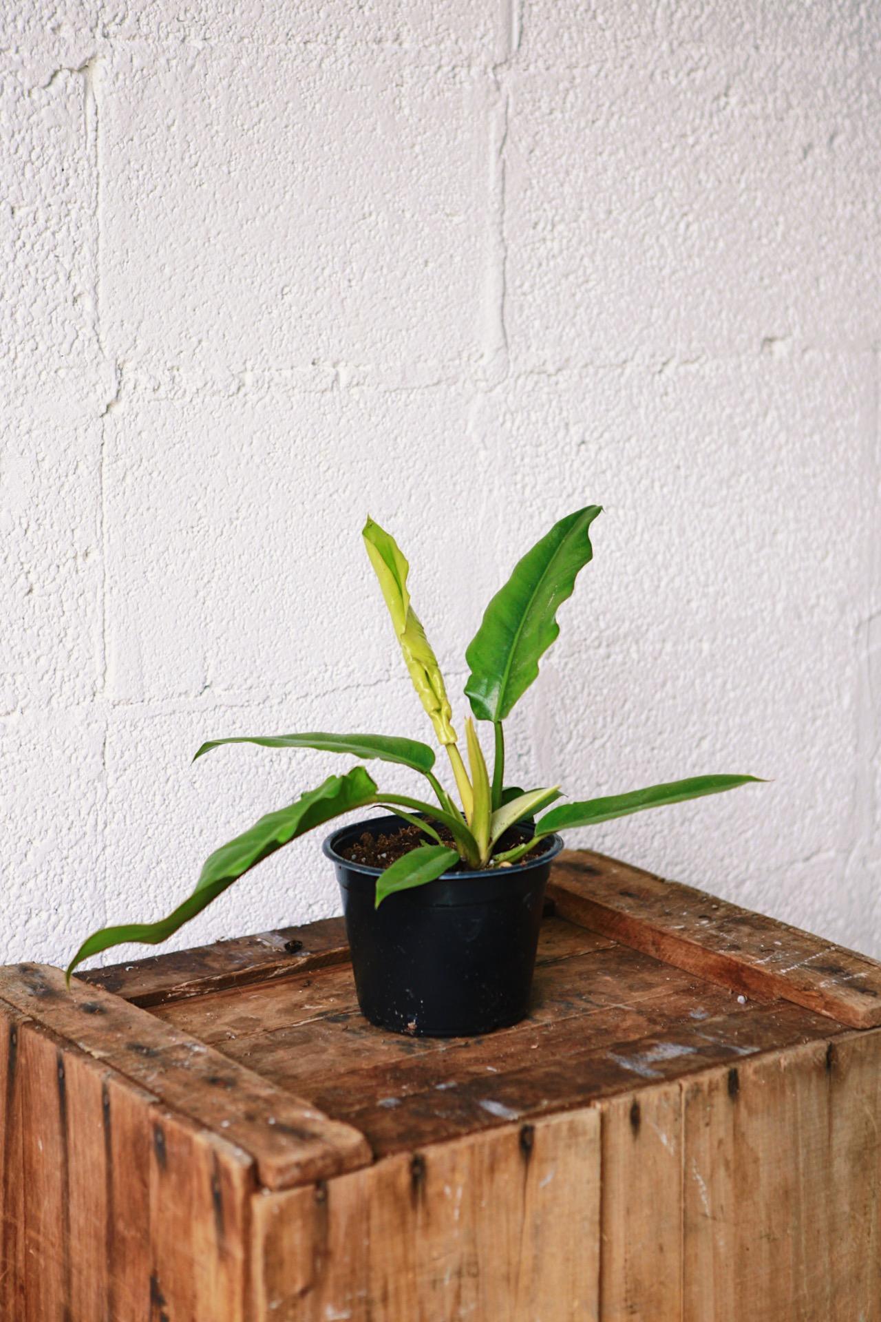 Philodendron 'Narrow'