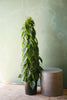 Heart Leaf Philodendron
