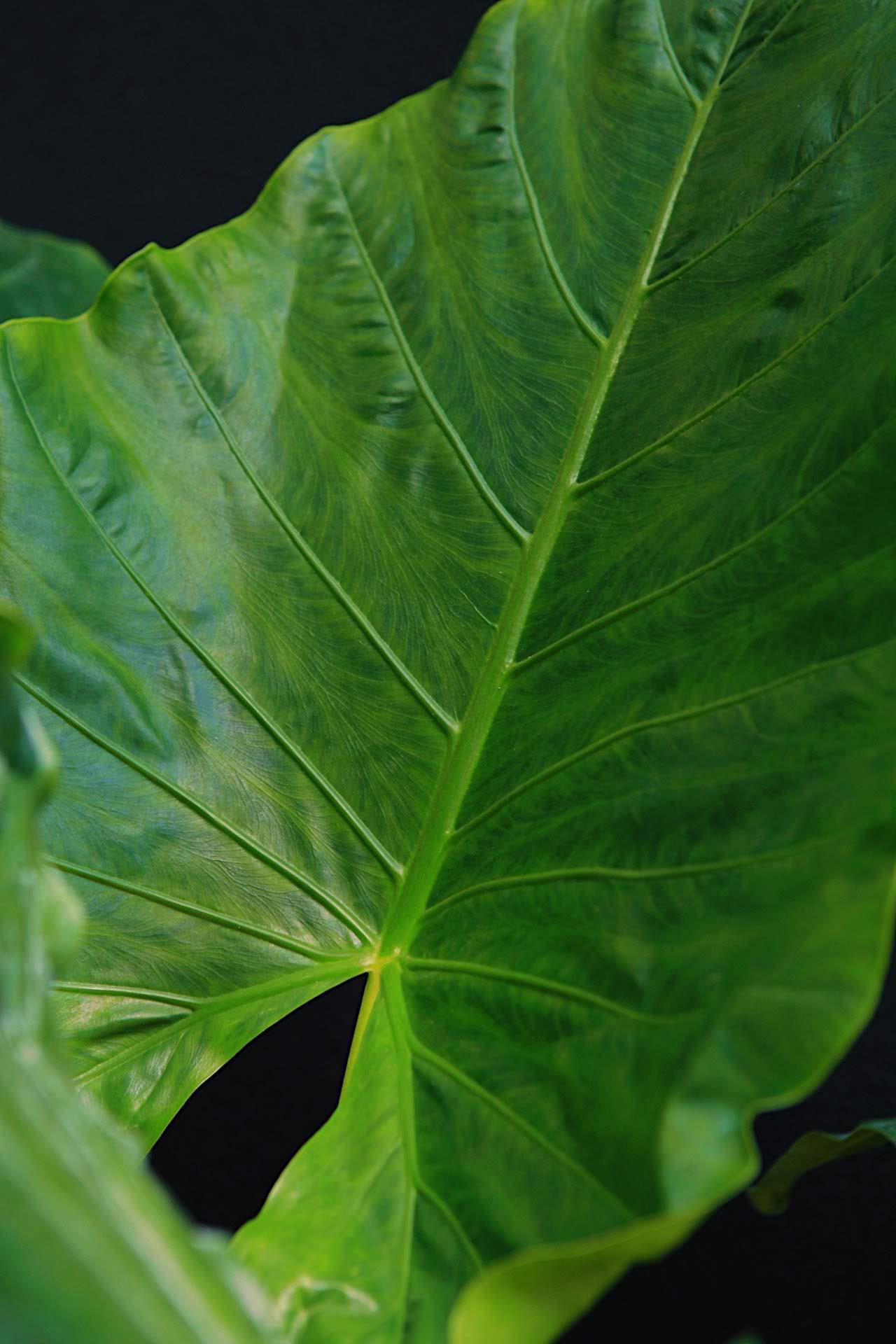 Alocasia 'Borneo Giant'