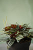 Peperomia 'Rosso'
