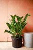ZZ Plant