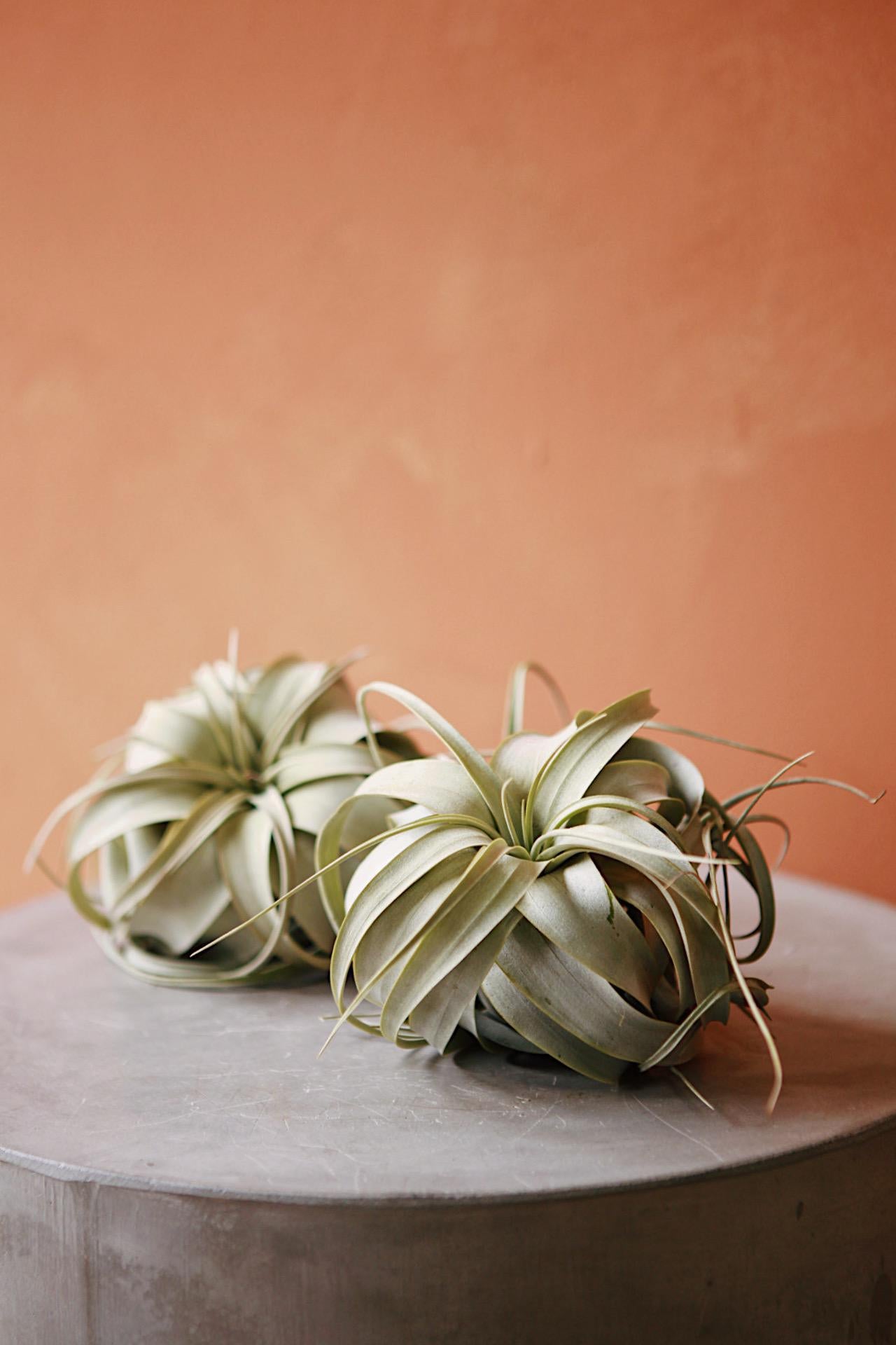 Air Plant