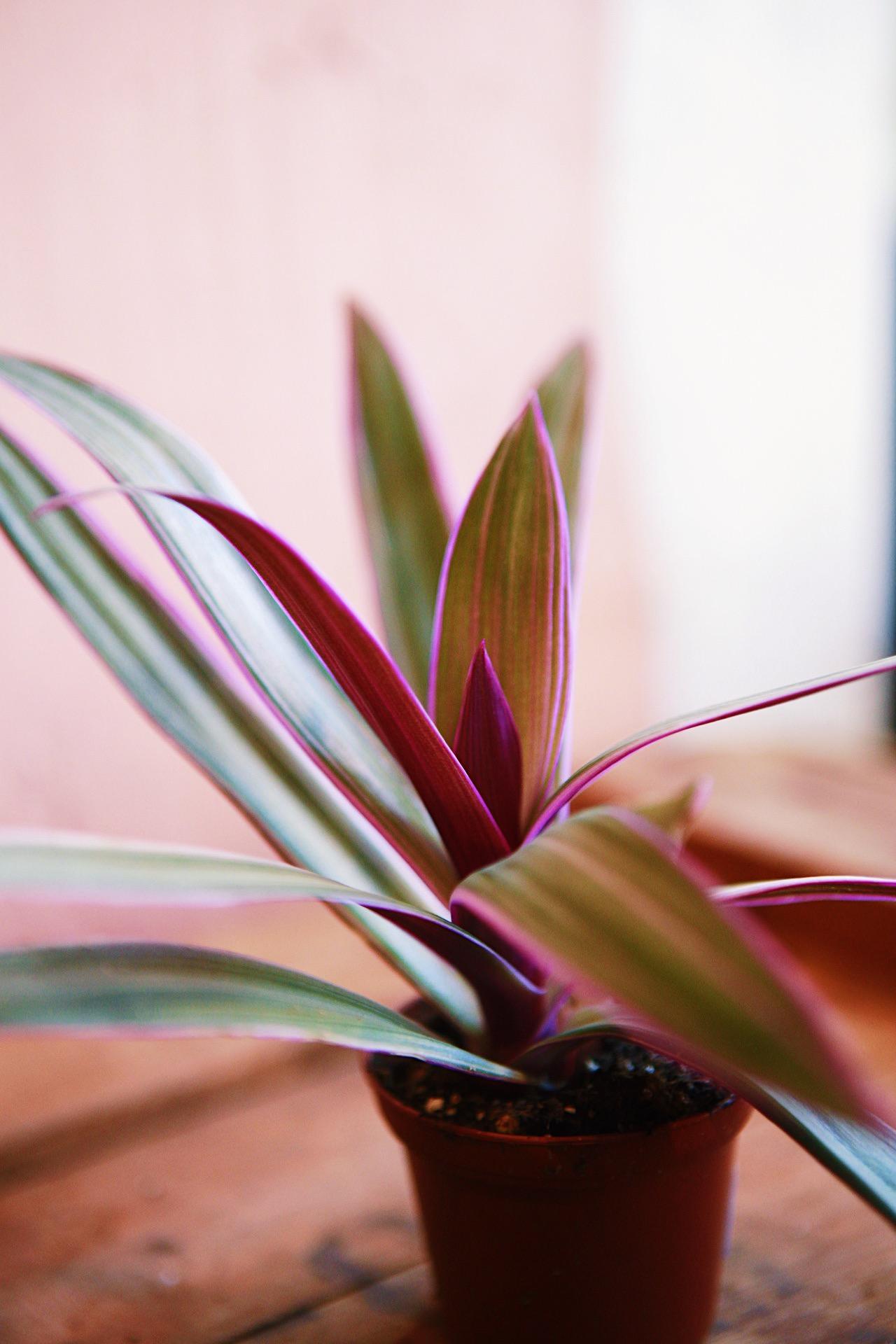Oyster Plant