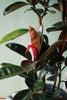 Rubber Plant 'Burgundy'