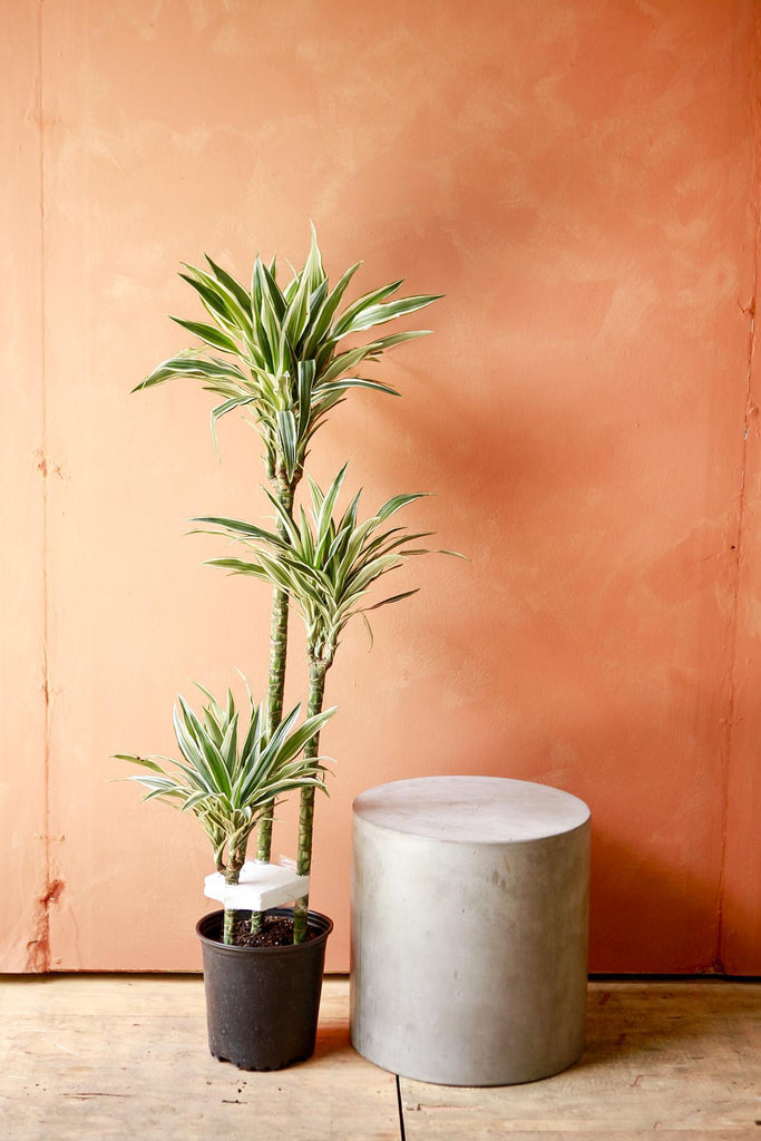 Dracaena 'White Bird'
