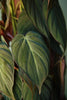Philodendron 'Micans'