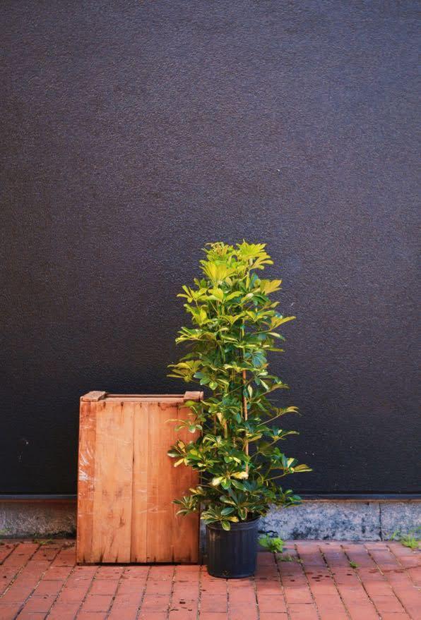 Umbrella Tree 'Gold Capella'