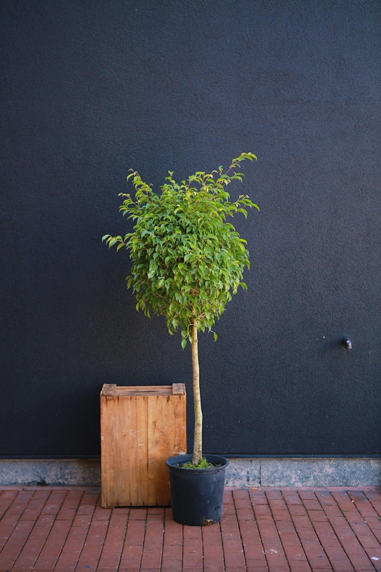 Weeping Fig