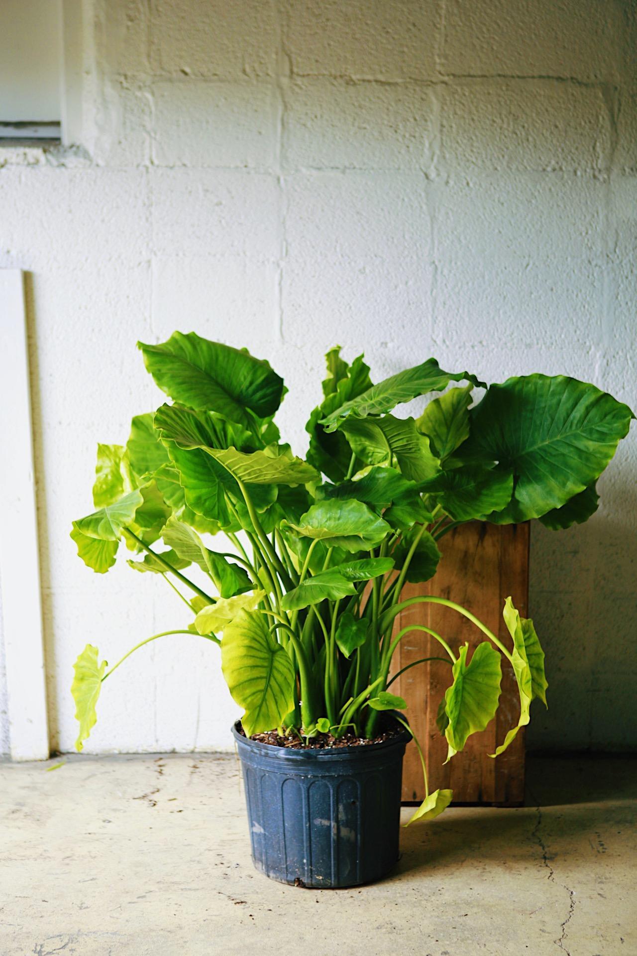 Alocasia odora