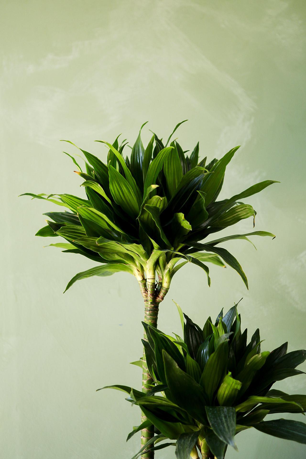 Dracaena 'Green Jewel'