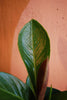 Anthurium 'Cobra'