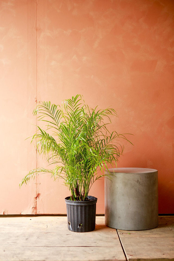 Dwarf Date Palm