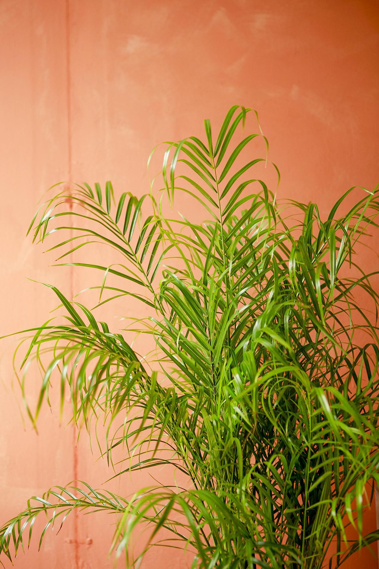 Dwarf Date Palm