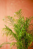 Dwarf Date Palm