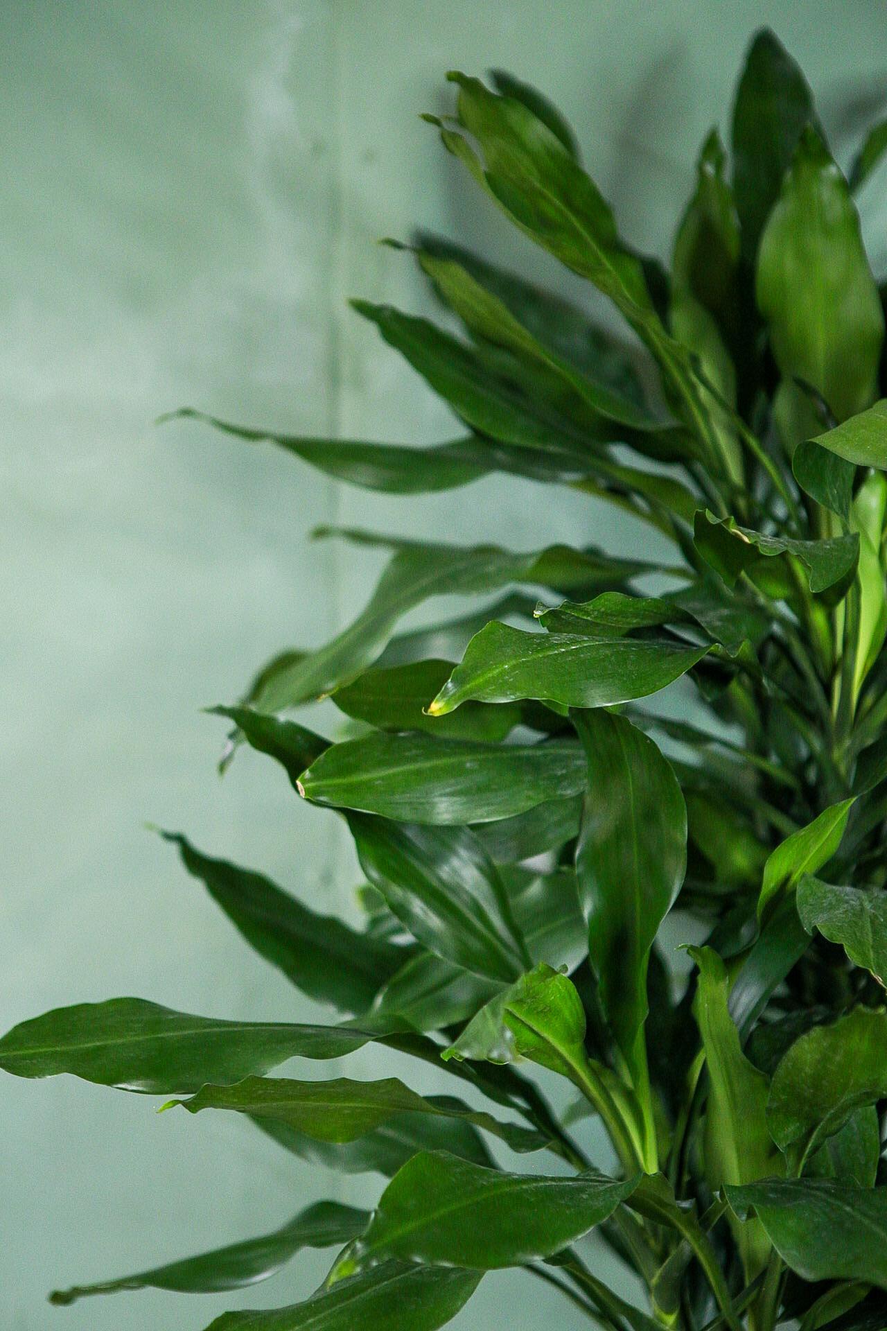 Dracaena Janet Lind