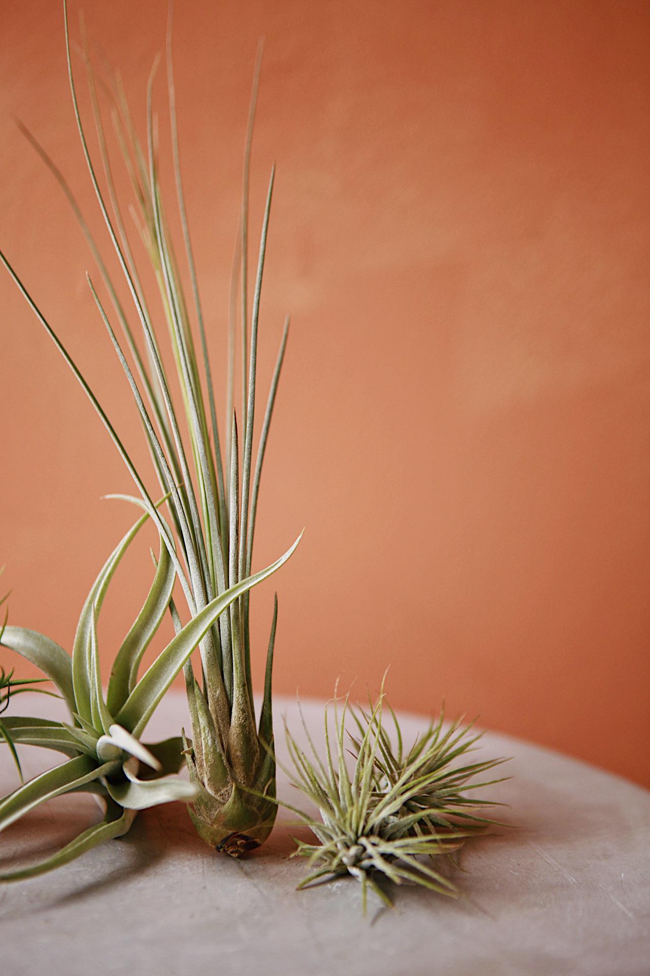 Air Plant