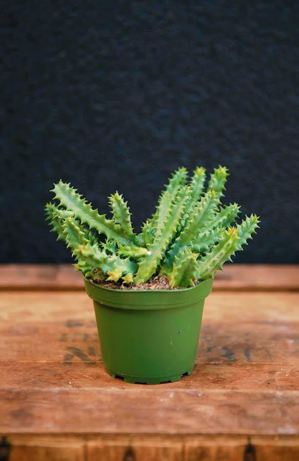 Starfish Cactus