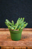Starfish Cactus