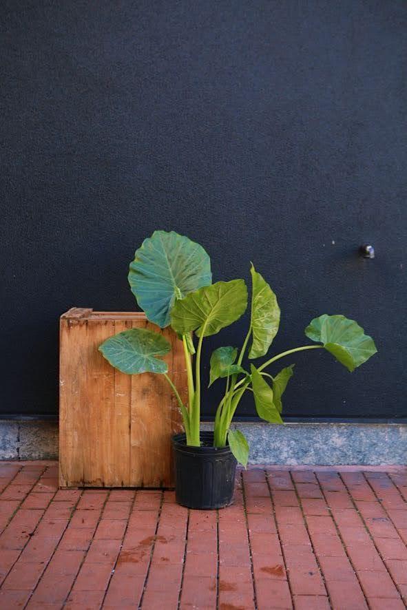 Alocasia odora