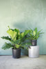 Anthurium 'Ruffles'