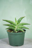 Snake Plant 'Samurai'