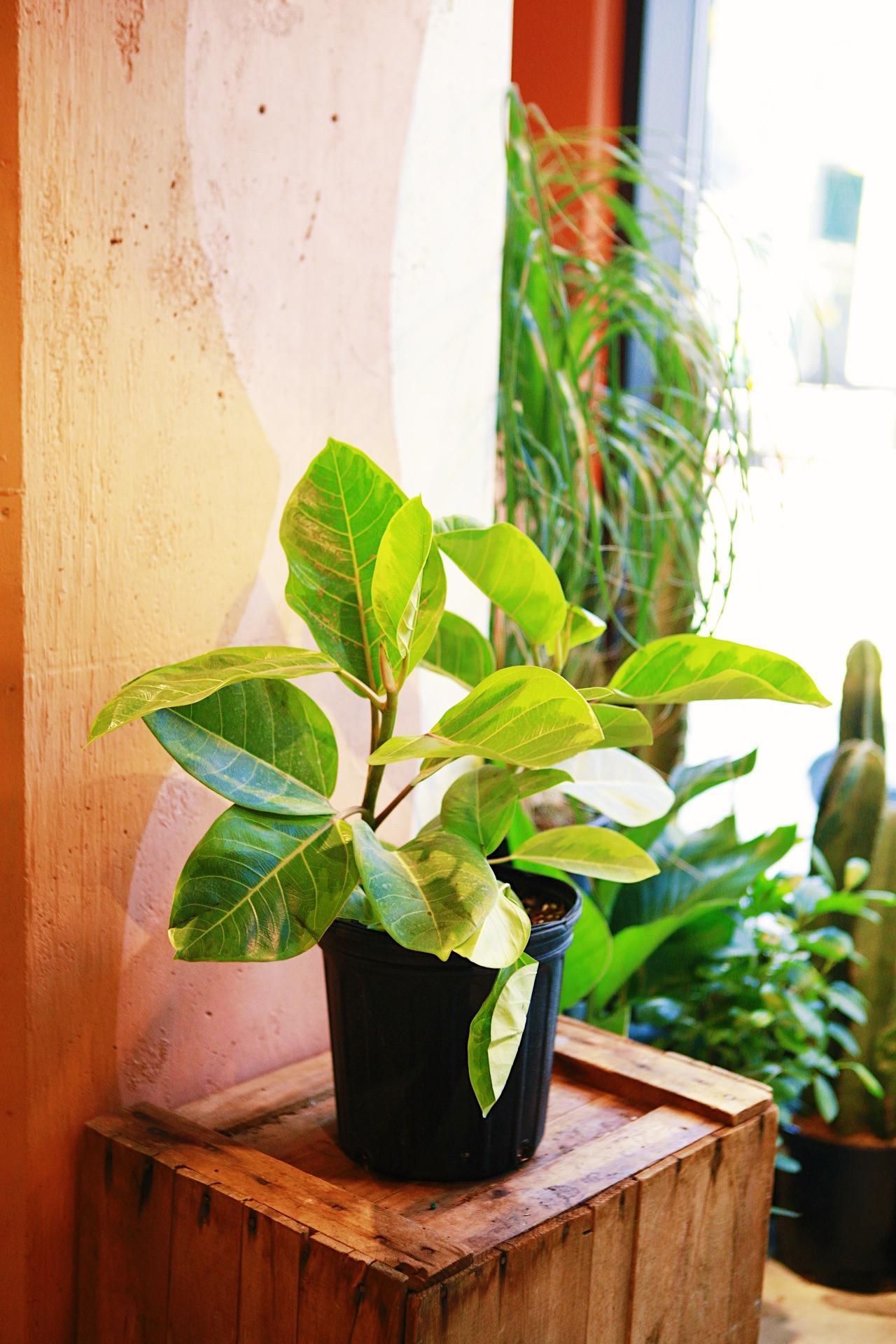 Ficus altissima