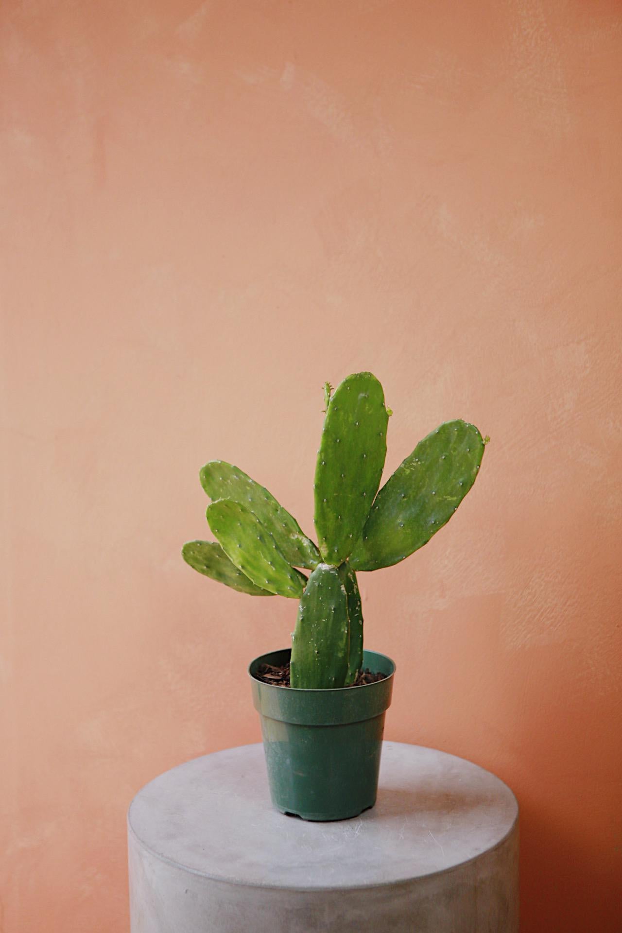 Opuntia