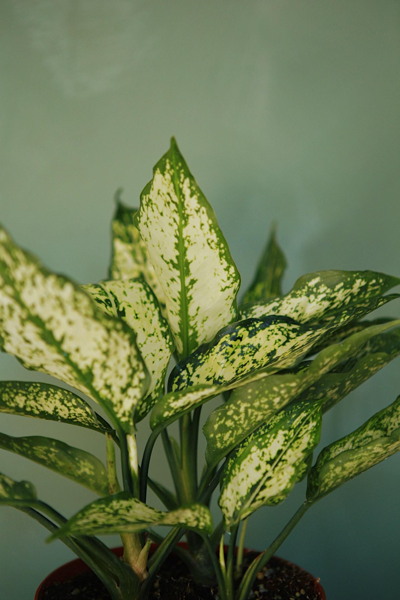 Aglaonema 'Osaka'
